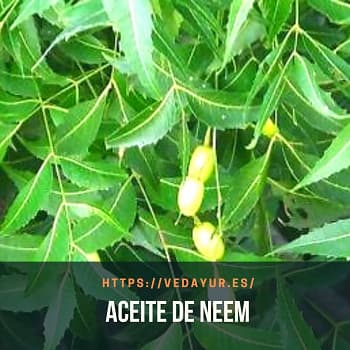 Aceite de semilla de neem