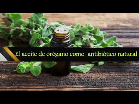 Aceite De Orégano Antibiótico Natural Opiniones