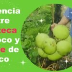 La guía definitiva para entender la diferencia entre aceite de coco y manteca de coco: beneficios y usos