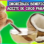 Descubre los Beneficios del Aceite de Coco para tu Gato: ¿Pueden Comerlo?